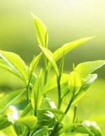 Last inn bildet i Galleri-visningsprogrammet, Økologisk Eterisk Olje | Tea Tree
